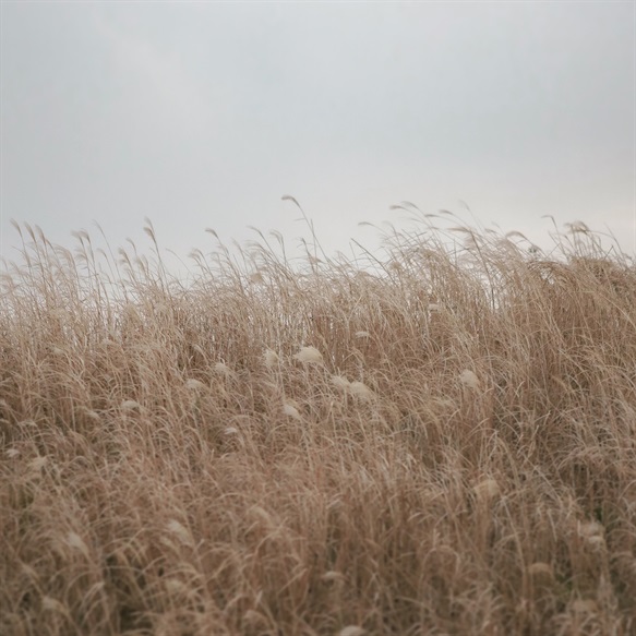 Where the Wind Writes