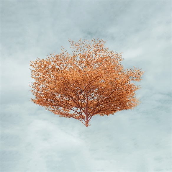 The Floating Tree